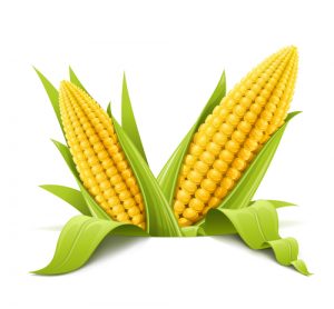 maíz en el metabolismo 
