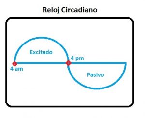 reloj circadiano