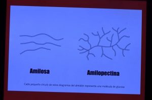 amilopectina y de amilosa