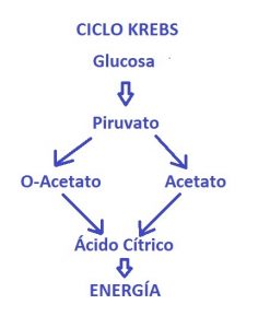 ciclo krebs