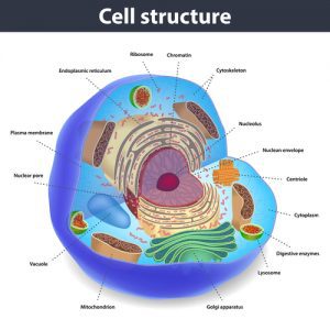 estructura celular