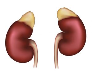 glandulas adrenales