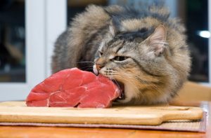 gatos y carne