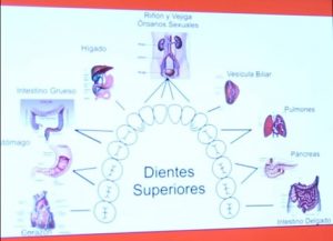 dientes y metabolismo