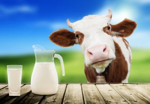 leche de vaca