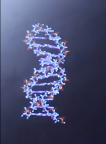 ADN