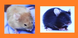Cambio genético en rata Agori