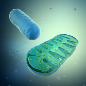 Células del cuerpo, mitocondria