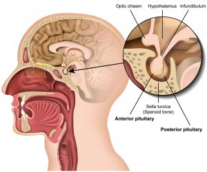 Imagen del cerebro